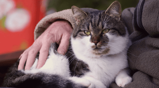 care of senior cats