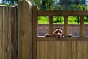 Pet Gate with Door