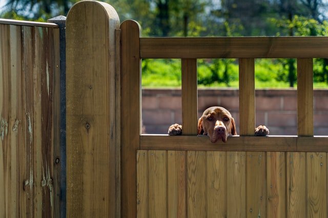 Pet Gate with Door
