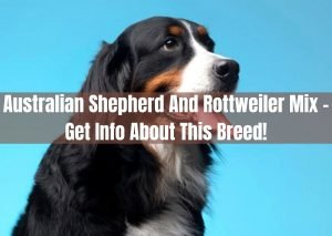 Australian Shepherd And Rottweiler Mix