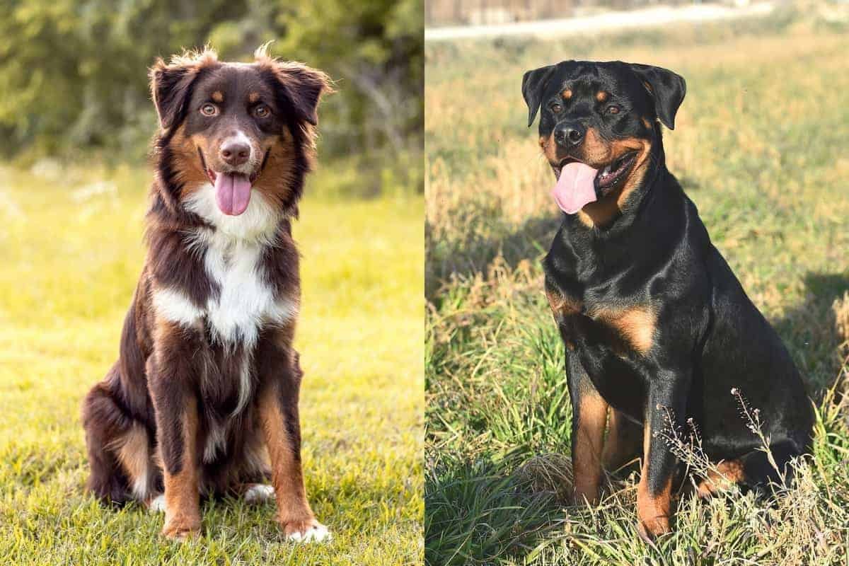 Australian Shepherd And Rottweiler Mix