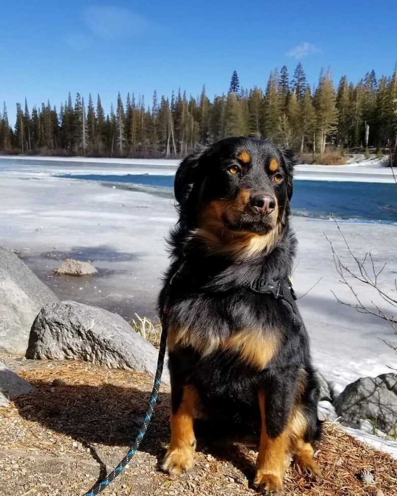 Rottweiler Australian Shepherd Mix