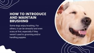 dog grooming brush