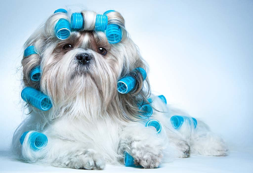 Casa Canine
