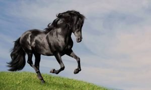 Fox Equine Nutrition