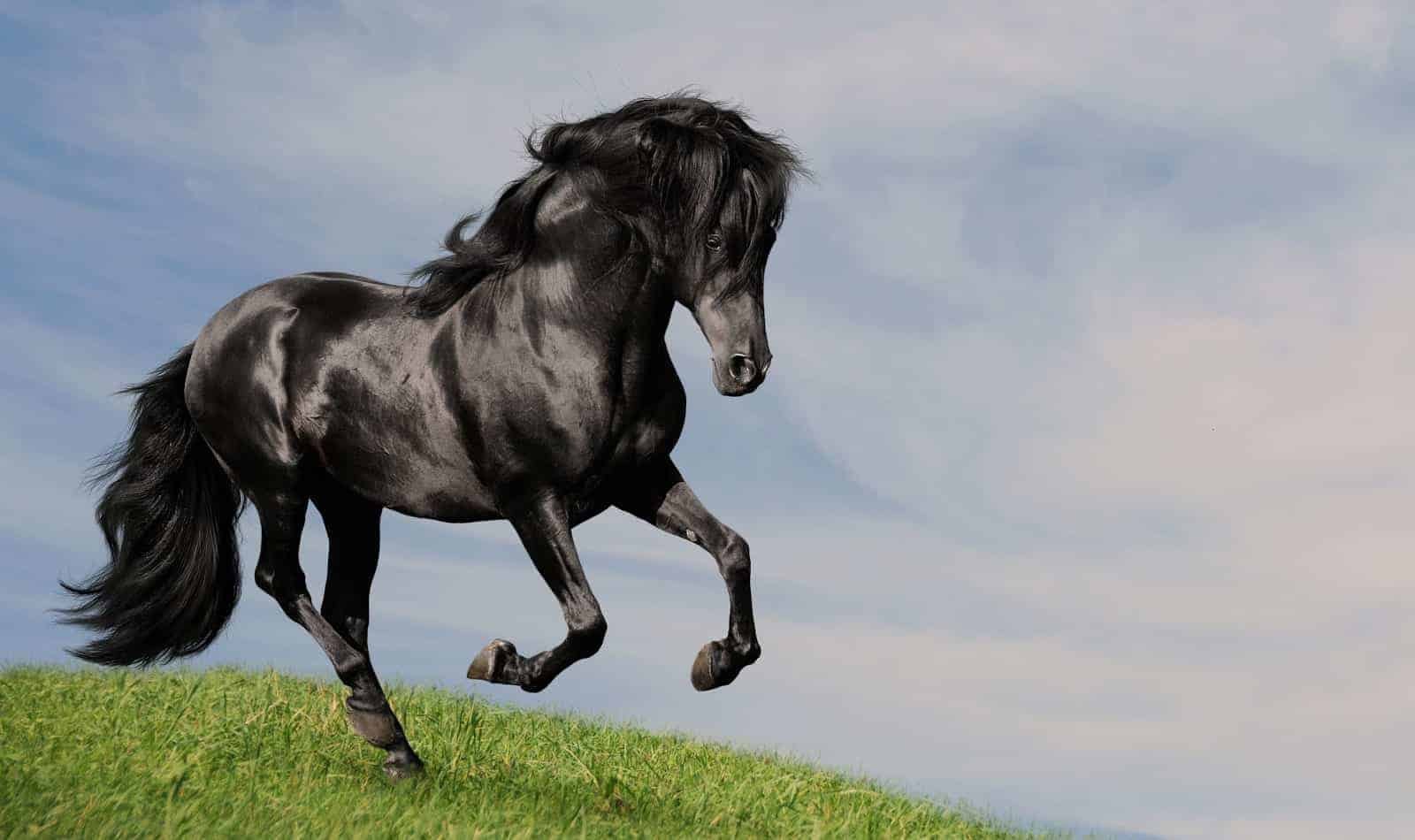 Fox Equine Nutrition