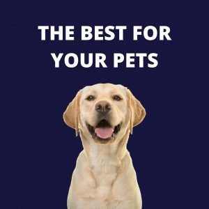 Way to Dry Your Pet