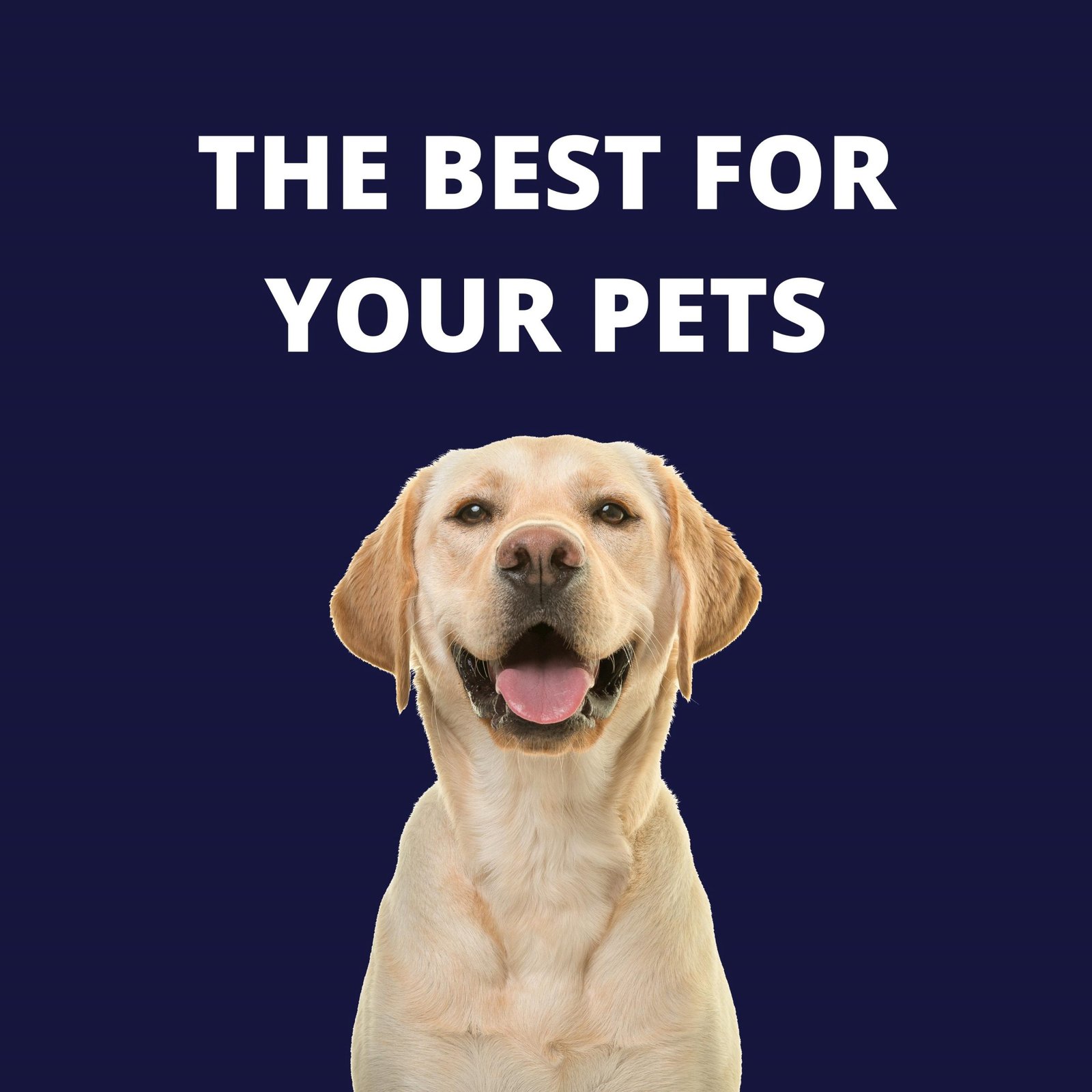 Way to Dry Your Pet
