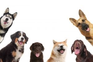 What Dog is Best For a Pet