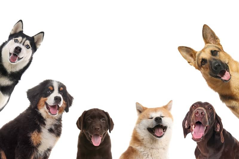 What Dog is Best For a Pet