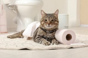 cat cleaning wipes