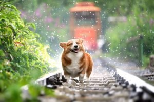 dog supplement