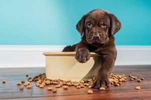 Pet Food