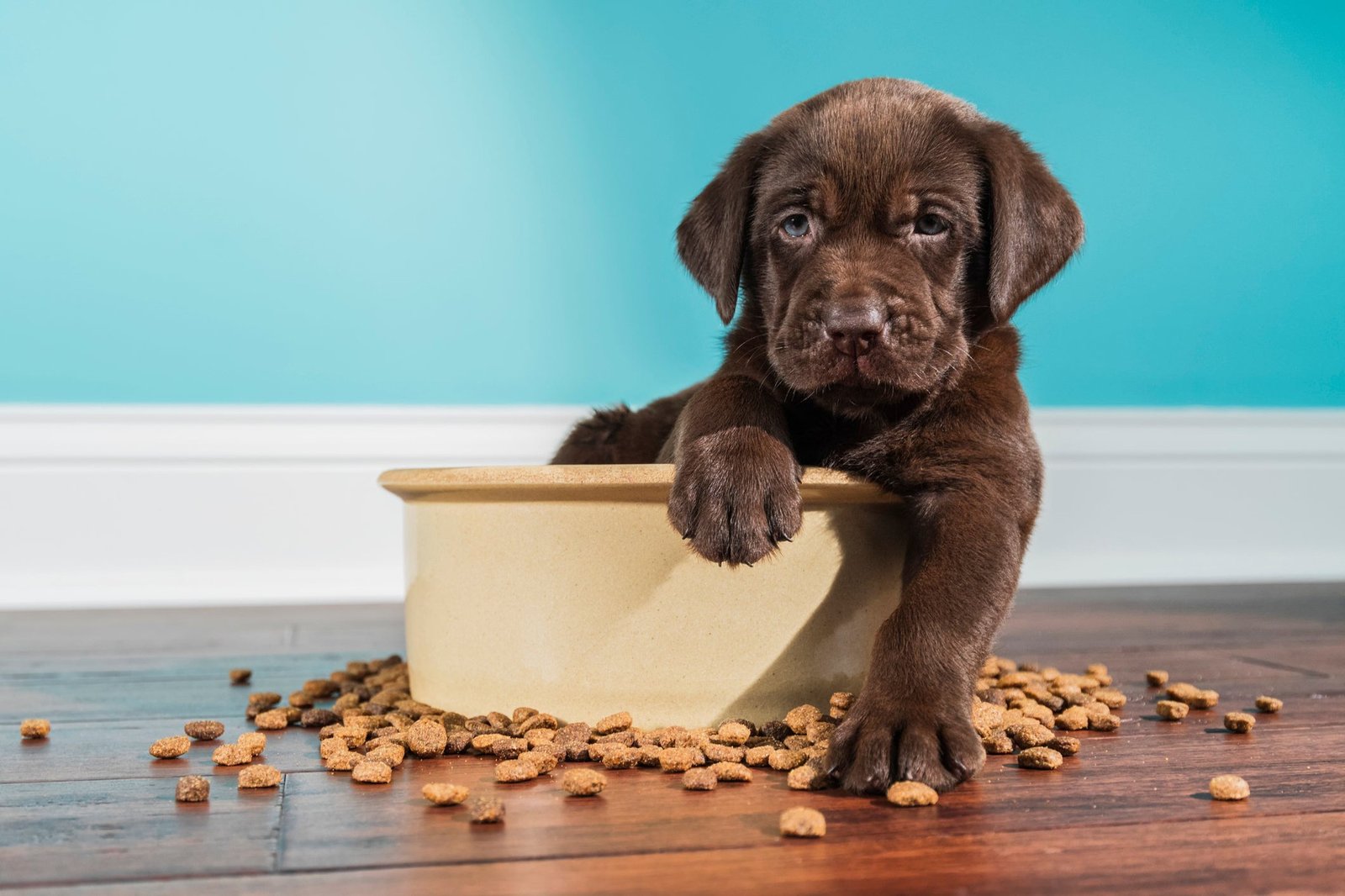 Pet Food