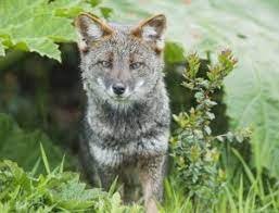 12 Rarest Animal Species in the World