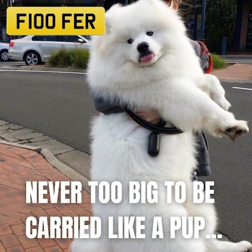 Big Floofer