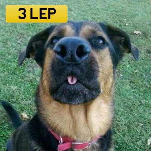 Blep