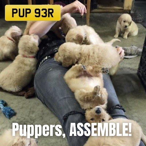 Puppers, ASSEMBLE