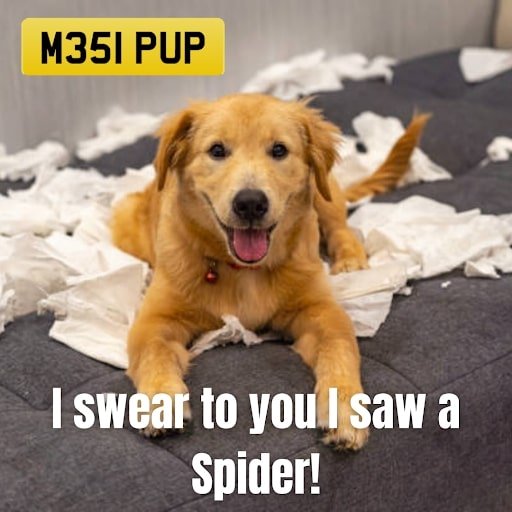 What a Messy Pup