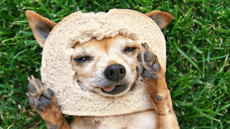 Pet Breed