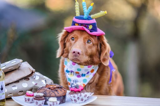 Dog's Birthday Fun and Memorable