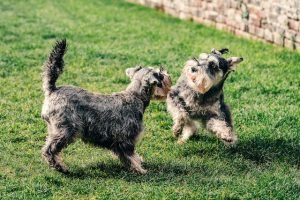 Mini Labradoodle Puppies