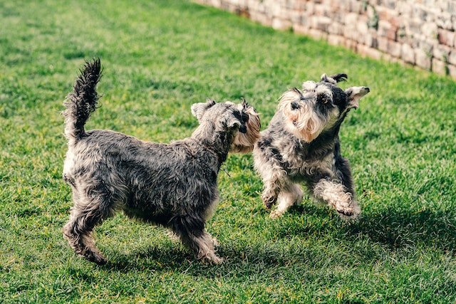 Mini Labradoodle Puppies