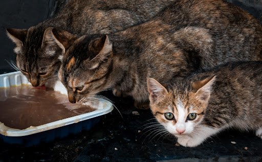 Why Your Cat is Not Eating