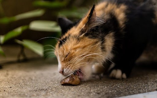 Why Your Cat is Not Eating