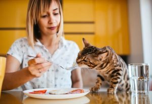 Hypoallergenic Cat Food