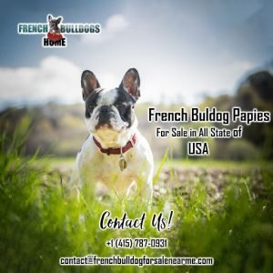 French Bulldog
