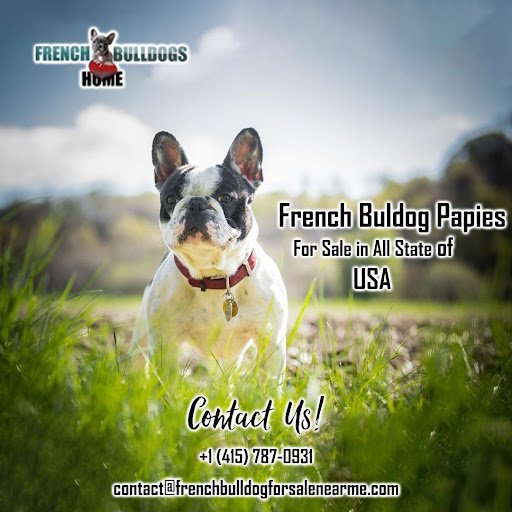 French Bulldog
