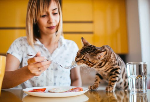 Hypoallergenic Cat Food