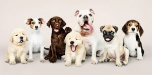 Dog Breed