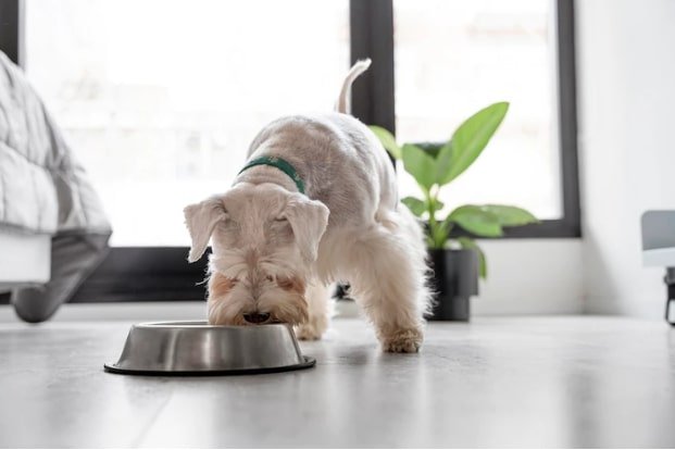 dog food