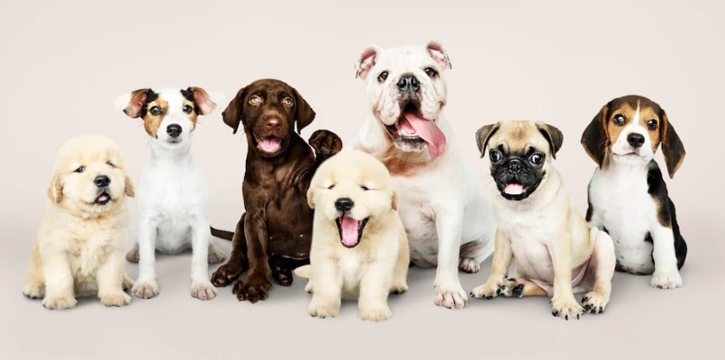 Dog Breed