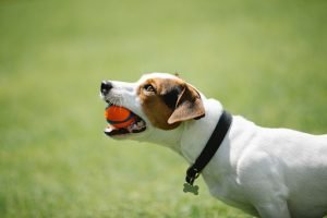 Dogs Like Balls