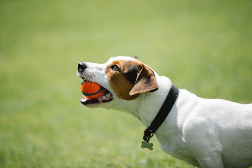 Dogs Like Balls