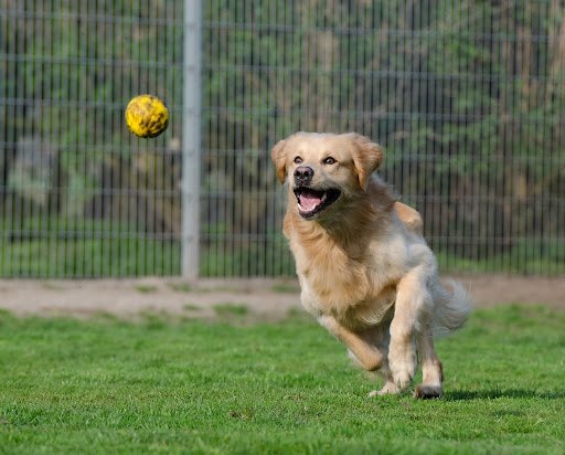 They Have A Positive Association with the Item — From Their Training Days