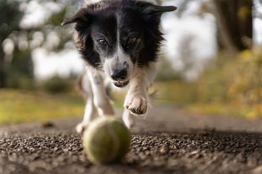 Encourage Your Dog’s Natural Instincts With A Ball
