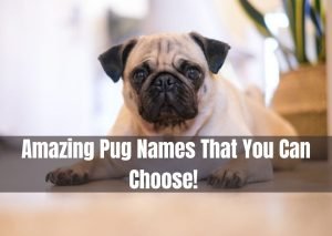 Pug Names