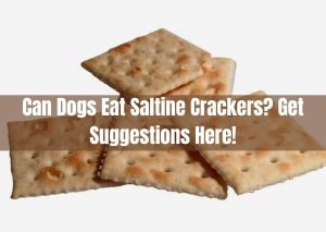 Can Dogs Eat Saltine Crackers