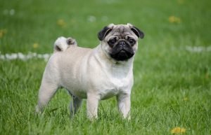Pug Names