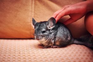 Incredible Exotic Pets
