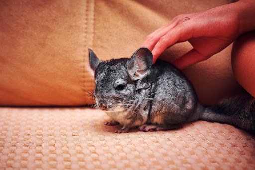 Incredible Exotic Pets
