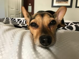 Dog Crossbreeds