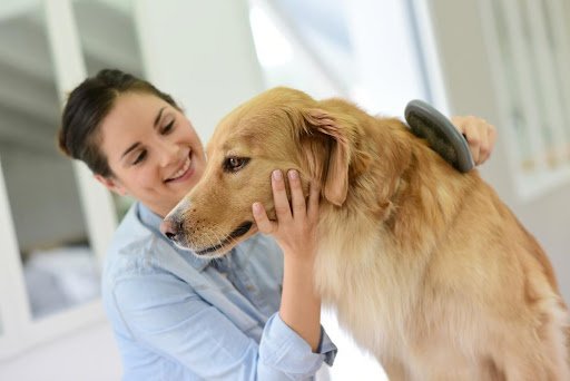 How to Brush Your Dog's Hair