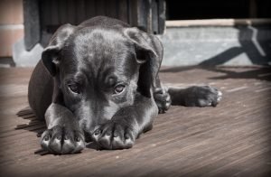 Diabetes in Pets