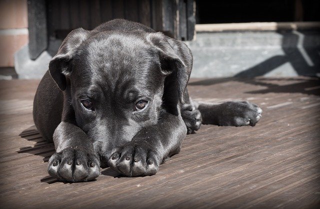 Diabetes in Pets