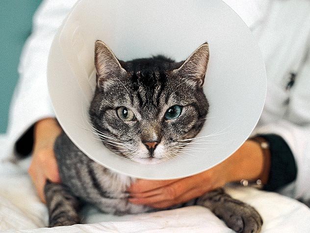 how to feed cat with cone